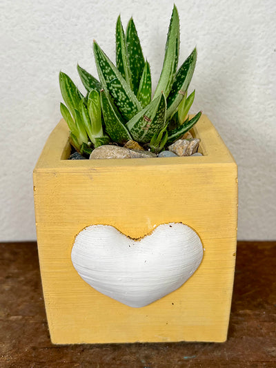 Handcrafted yellow cement planter w/ white heart. 